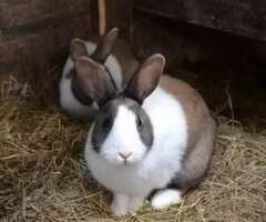 Felmish and Zealand rabbits - Adoke